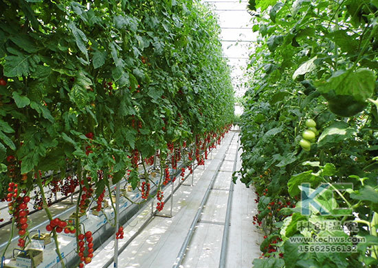 無土栽培，無土栽培技術，無土栽培設備