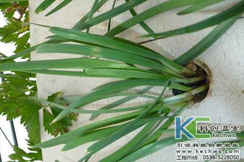 無土栽培，無土栽培技術，無土栽培設備