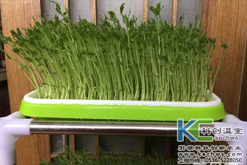 無土栽培，無土栽培技術，無土栽培設備