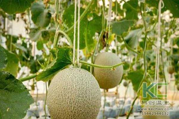 無土栽培，無土栽培技術，無土栽培設備