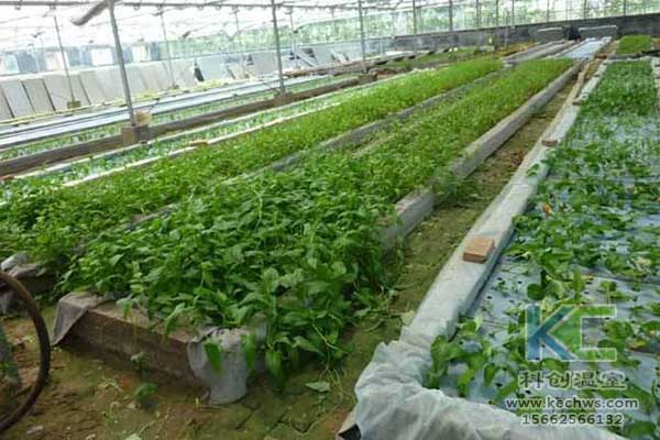 無(wú)土栽培，無(wú)土栽培技術(shù)，無(wú)土栽培設(shè)備