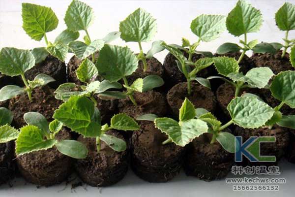 無土栽培，無土栽培技術，無土栽培設備