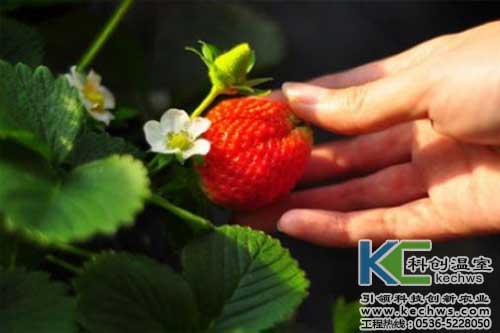 無土栽培，無土栽培技術，無土栽培設備