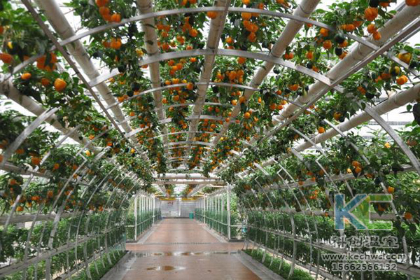 無土栽培，無土栽培技術(shù)，無土栽培設(shè)備