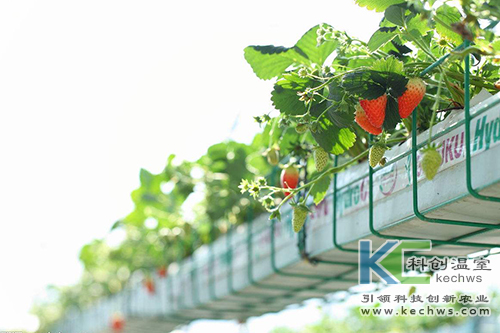 無(wú)土栽培,無(wú)土栽培技術(shù),栽培技術(shù)