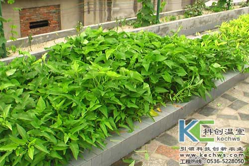 無土栽培，無土栽培技術(shù)，無土栽培設備