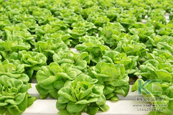 無土栽培，無土栽培技術(shù)，無土栽培設(shè)備