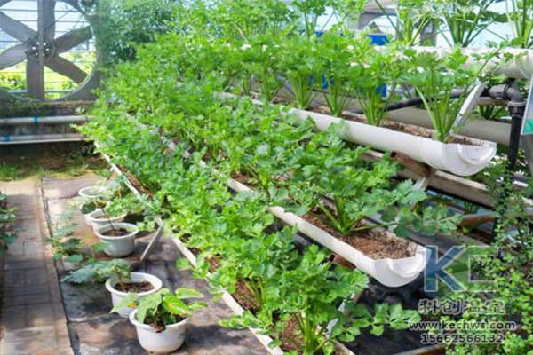 無(wú)土栽培，無(wú)土栽培技術(shù)，無(wú)土栽培設(shè)備