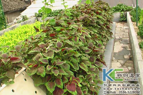 無土栽培，無土栽培技術(shù)，無土栽培設備