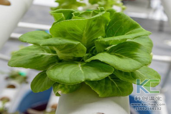 無土栽培，無土栽培技術(shù)，無土栽培設(shè)備