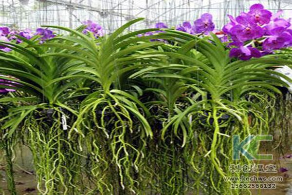 無土栽培,無土栽培技術,無土栽培設備