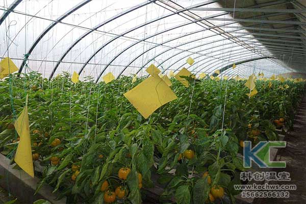 無(wú)土栽培，無(wú)土栽培技術(shù)，無(wú)土栽培設(shè)備