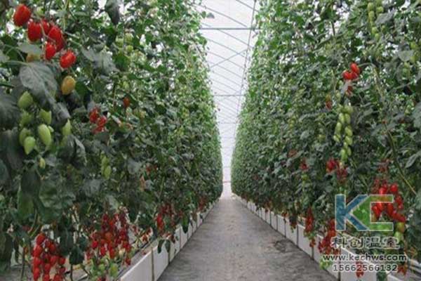 無土栽培，無土栽培技術，無土栽培設備