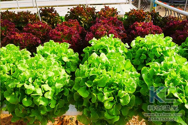 無土栽培，無土栽培技術，無土栽培設備