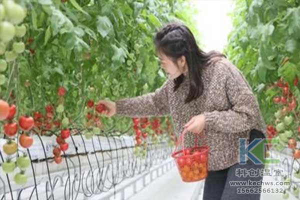 無(wú)土栽培，無(wú)土栽培技術(shù)，無(wú)土栽培設(shè)備