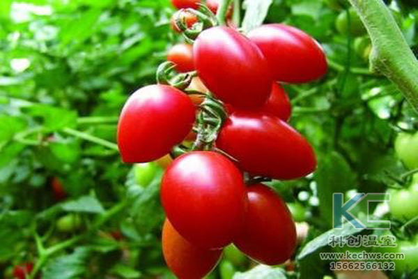 無土栽培，無土栽培技術，無土栽培設備