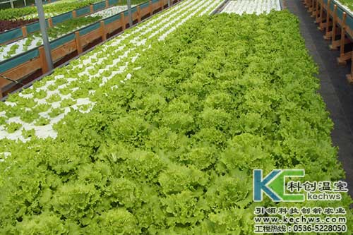 無(wú)土栽培，無(wú)土栽培技術(shù)，無(wú)土栽培設(shè)備