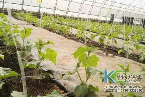 無土栽培，無土栽培技術，無土栽培設備