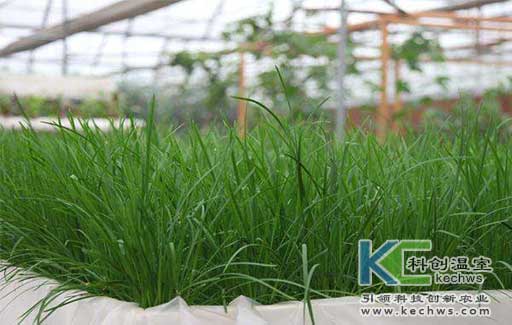 無(wú)土栽培，無(wú)土栽培技術(shù)，無(wú)土栽培設(shè)備