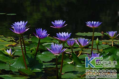 無土栽培，無土栽培技術(shù)，無土栽培設(shè)備