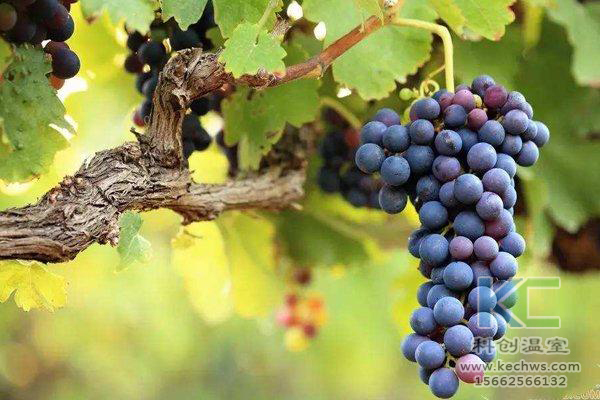 無土栽培，無土栽培技術(shù)，無土栽培設(shè)備