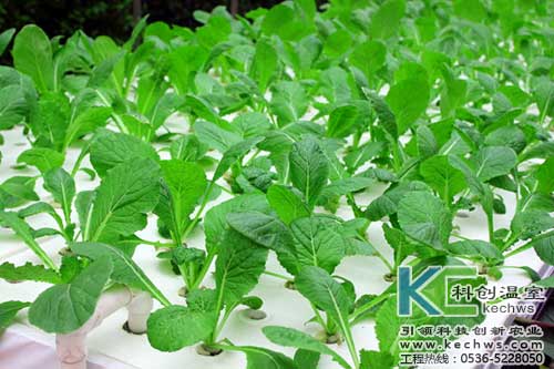 無土栽培,無土栽培技術(shù),無土栽培設(shè)備