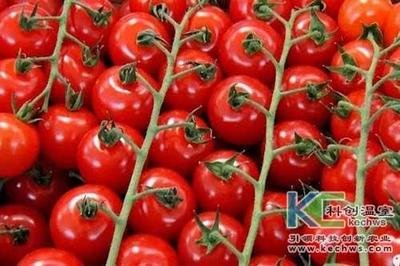 無土栽培技術,無土栽培設備,無土栽培,溫室大棚