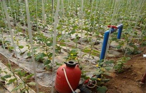 無土栽培，無土栽培技術，無土栽培設備