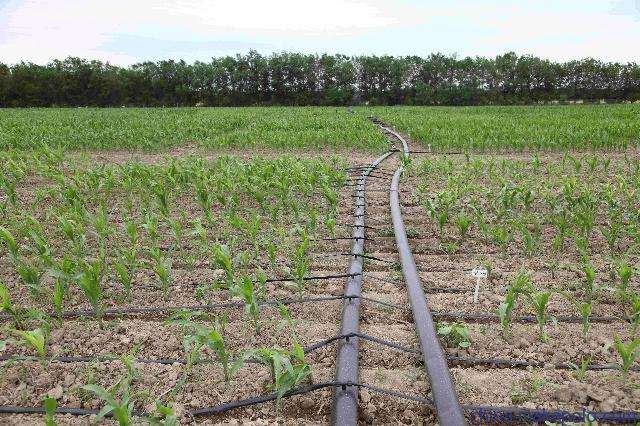 無土栽培，無土栽培技術，無土栽培設備