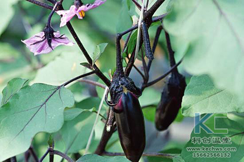 無土栽培，無土栽培技術，無土栽培設備