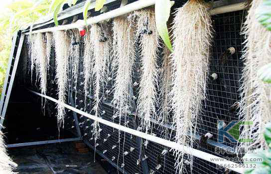 無土栽培，無土栽培技術，無土栽培設備