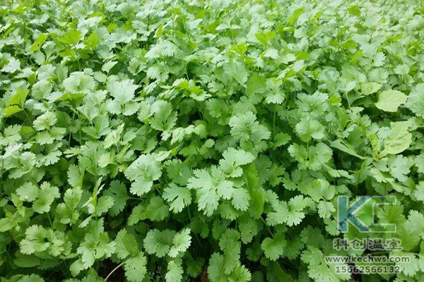 無土栽培，無土栽培技術，無土栽培設備