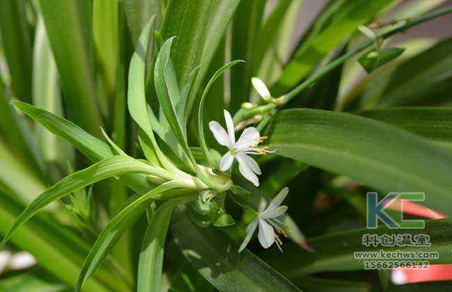 無土栽培，無土栽培技術(shù)，無土栽培設(shè)備