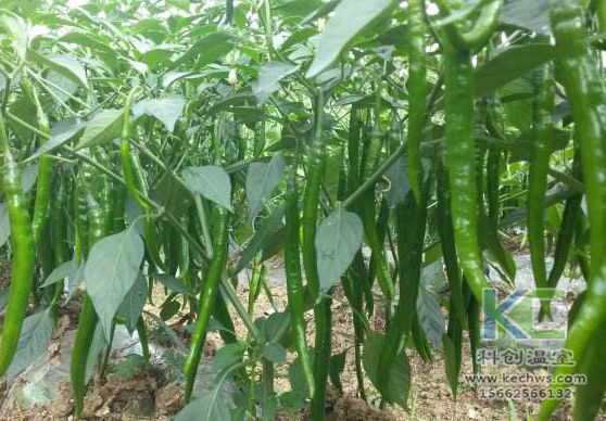 無土栽培，無土栽培技術(shù)，無土栽培設備