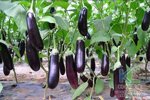 無土栽培，無土栽培技術，無土栽培設備