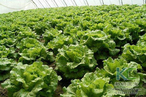 無土栽培，無土栽培技術(shù)，無土栽培設(shè)備