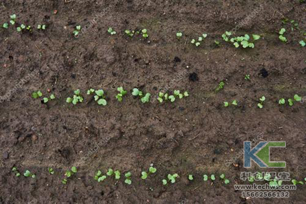 無土栽培，無土栽培技術，無土栽培設備