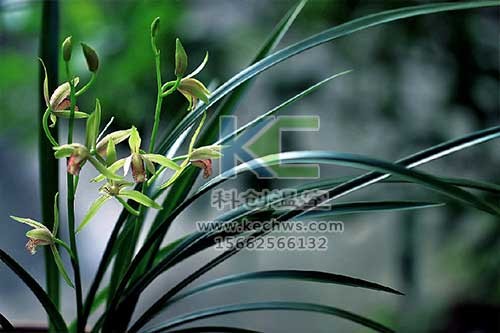 無(wú)土栽培，無(wú)土栽培技術(shù)，無(wú)土栽培設(shè)備