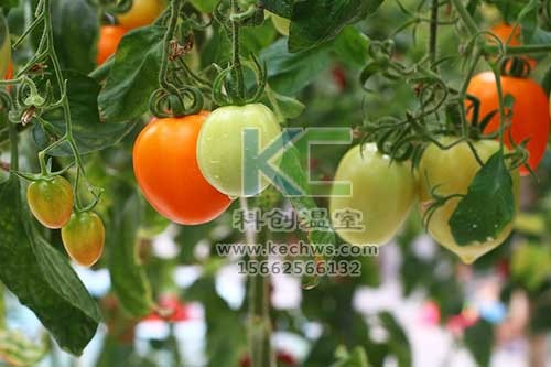 無土栽培，無土栽培技術，無土栽培設備