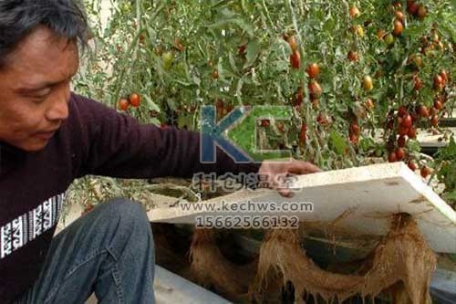 無土栽培，無土栽培技術，無土栽培設備