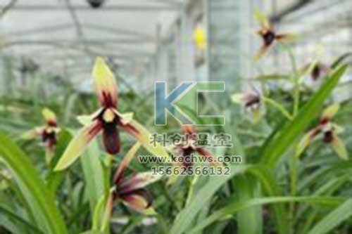 無(wú)土栽培，無(wú)土栽培技術(shù)，無(wú)土栽培設(shè)備