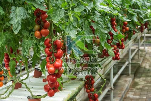 無土栽培，無土栽培技術，無土栽培設備