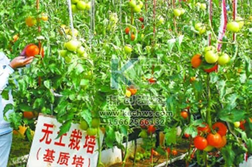 無土栽培，無土栽培技術(shù)，無土栽培設(shè)備