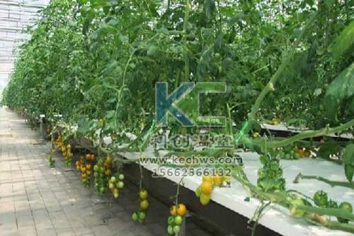 無土栽培，無土栽培技術，無土栽培設備