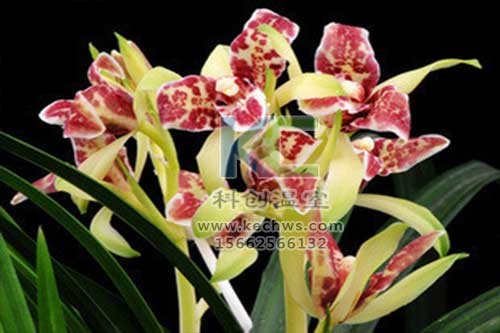 無(wú)土栽培，無(wú)土栽培技術(shù)，無(wú)土栽培設(shè)備