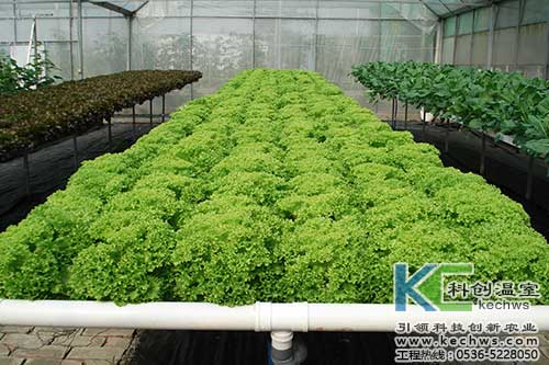 無土栽培,無土栽培技術(shù),無土栽培設(shè)備