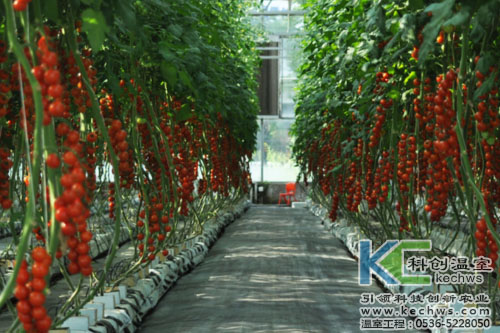 無土栽培,無土栽培技術(shù),無土栽培優(yōu)勢(shì)