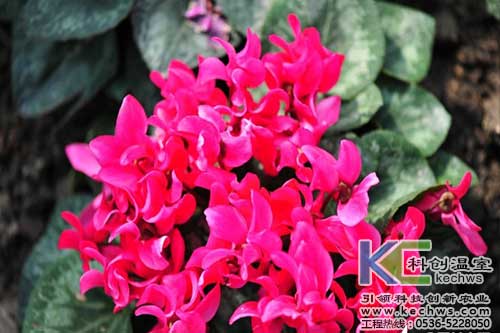 無土栽培，無土栽培技術(shù)，無土栽培設(shè)備