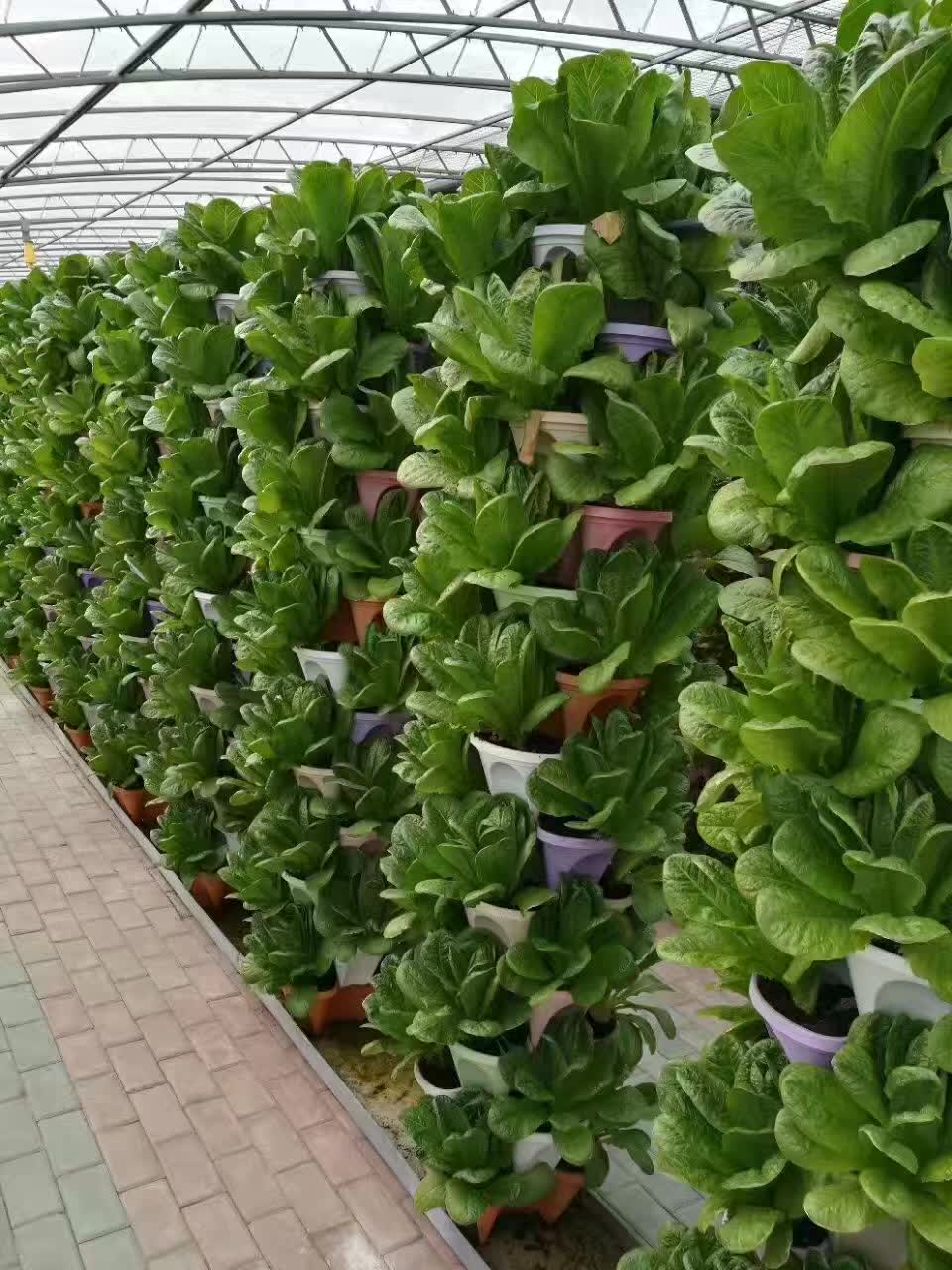 無土栽培，無土栽培技術，無土栽培設備